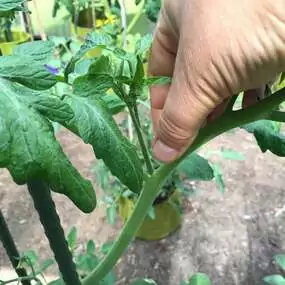 Tomaten regelmässig ausgeizen