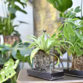 Zimmerpflanzen spenden Sauerstoff, befeuchten die Luft und dämpfen Geräusche.