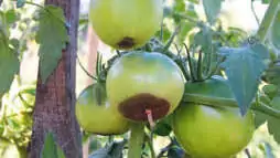 Bei Blütenendfäule werden Tomaten von unten braun.