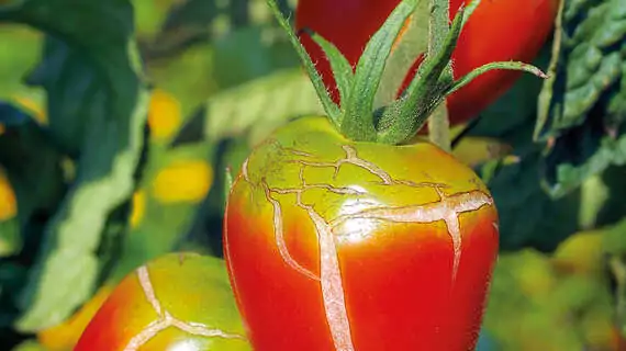 Wenn Tomaten aufplatzen, liegt dies meist an einer unregelmässigen Wasserversorgung.