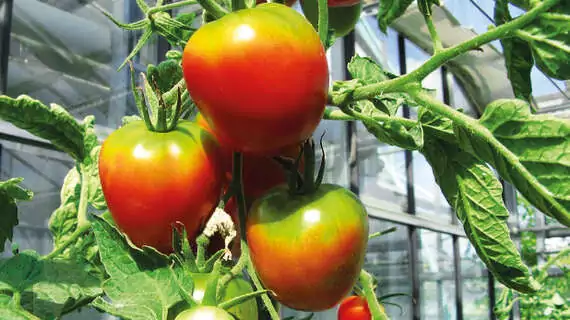 Schuld am grünen Kragen bei Tomaten ist eine zu starke Sonneneinstrahlung.