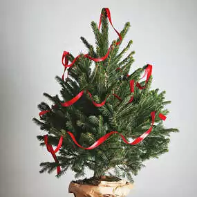 Weihnachtsbaum im Topf