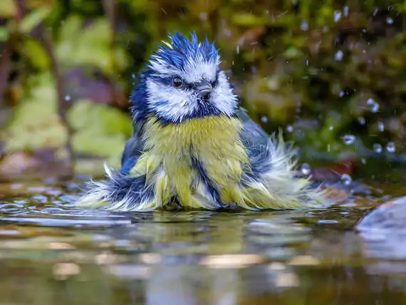 Die Blaumeise geniesst es, wenn man ein Vogelbad mit frischem Wasser bereit stellt. (Bild: Rm-naturbild.de, Rolf Müller)