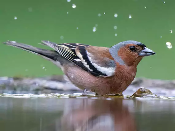 Ab ins kühle Nass! Wie wir Menschen nehmen Vögel (wie hier ein Buchfink) gerne ein Bad. Foto © Marcel Burkhardt 