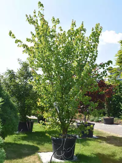 Dreizahn-Ahorn Acer buergerianum