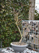 Japanischer Ahorn Bonsai  Acer palmatum 'Shirazz'