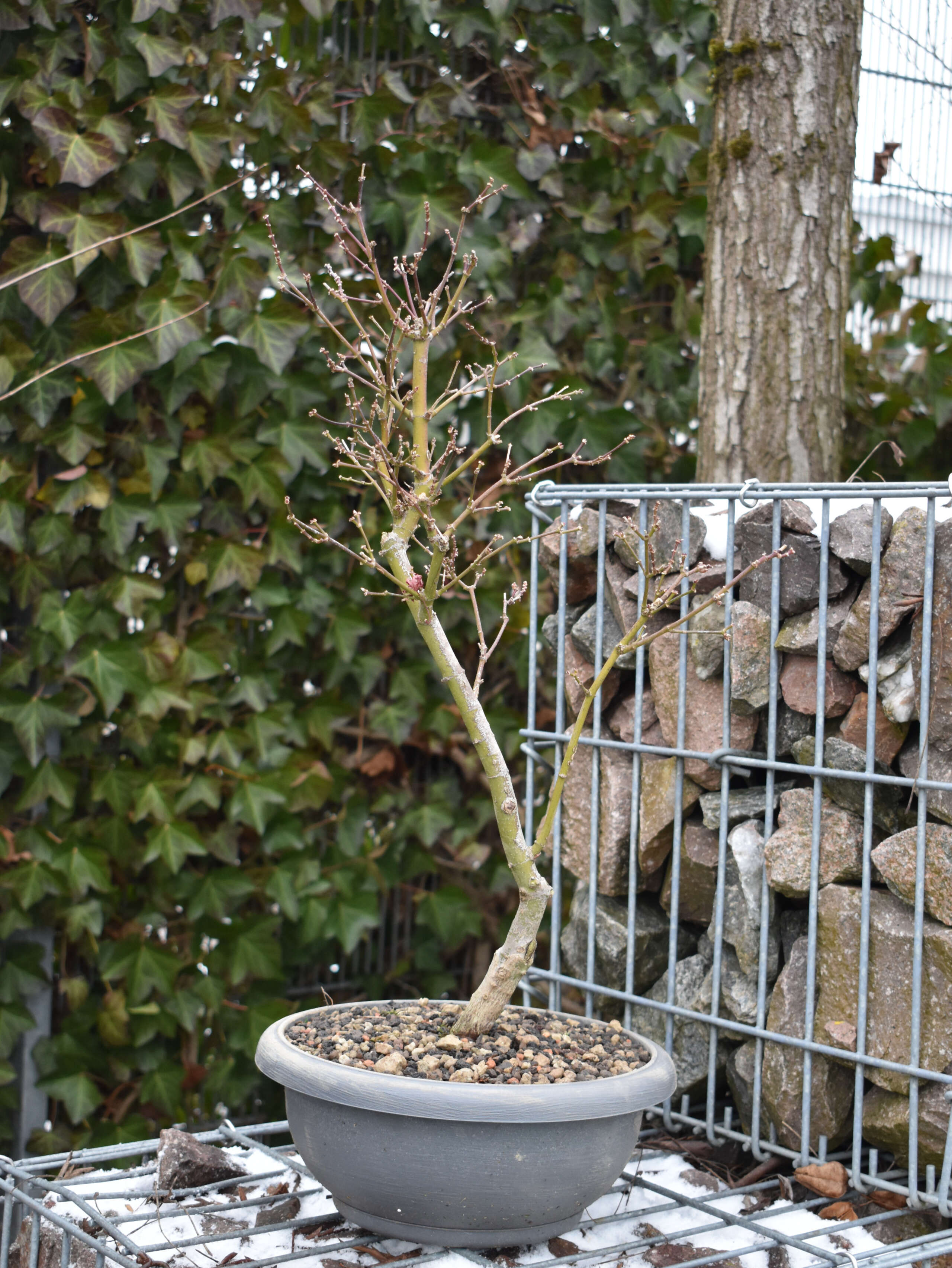 Japanischer Ahorn Bonsai  Acer palmatum 'Shirazz'