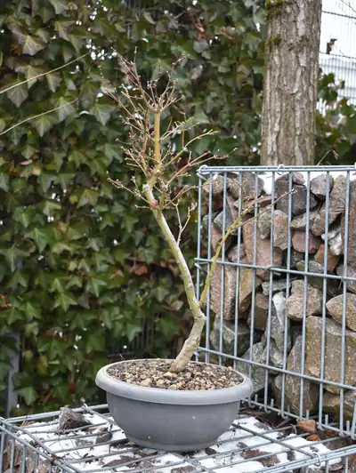 Japanischer Ahorn Bonsai Acer palmatum 'Shirazz'