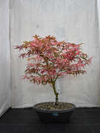 Japanischer Ahorn Bonsai  Acer palmatum 'Shirazz Dream'