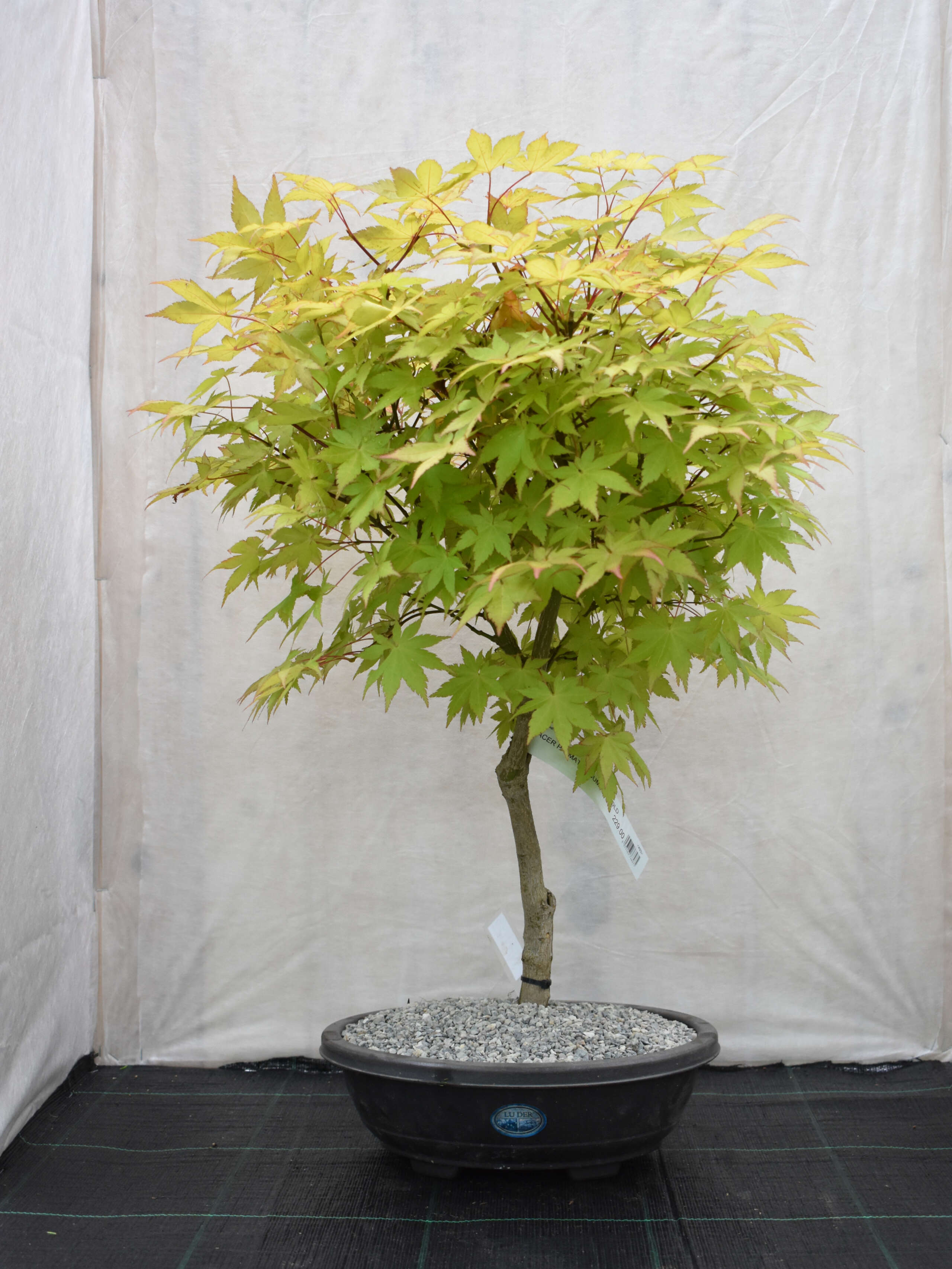 Japanischer Ahorn Bonsai  Acer palmatum 'Summergold'