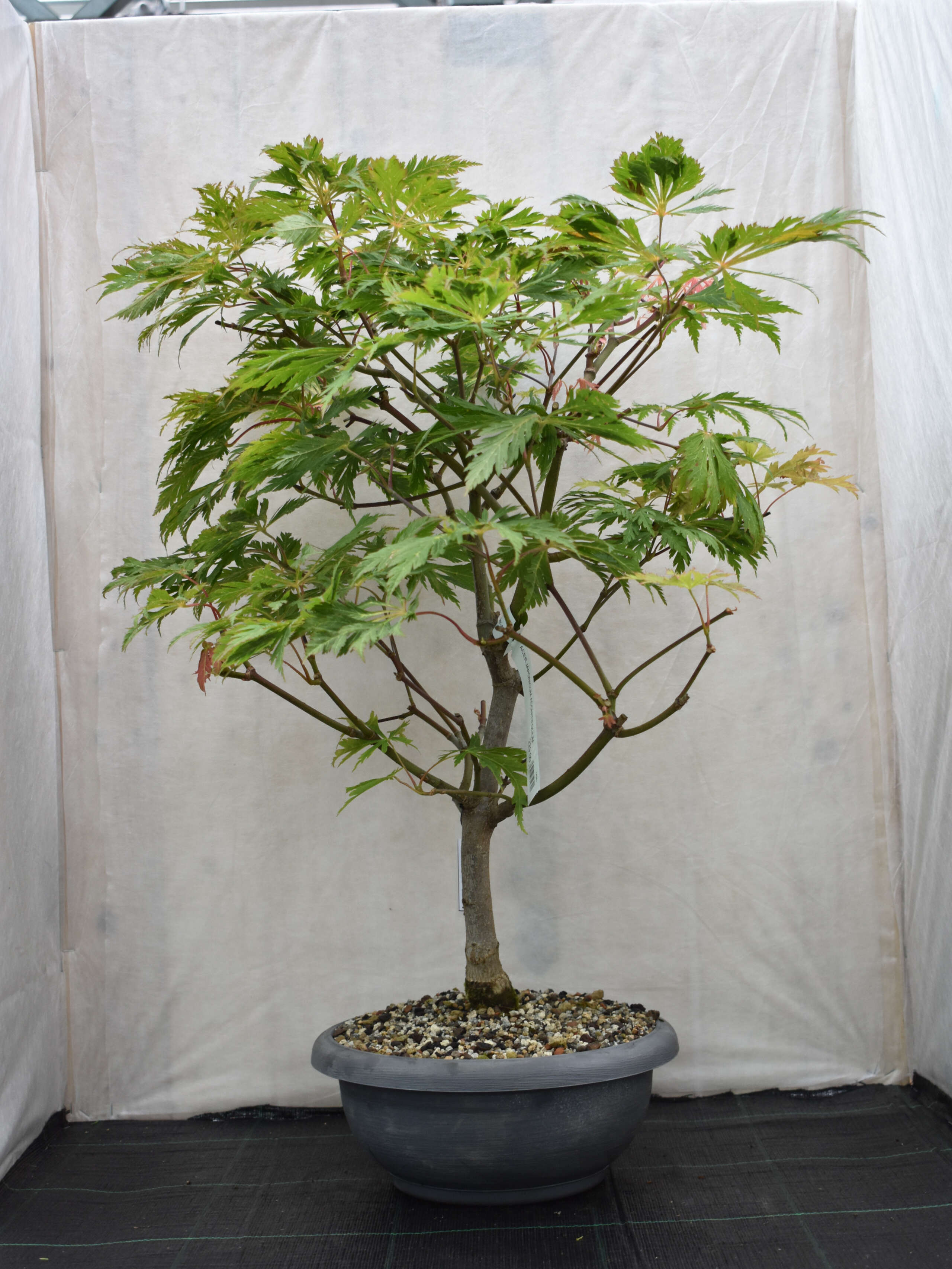 Japanischer Ahorn Bonsai  Acer japonicum 'Aconitifolium'