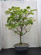 Japanischer Ahorn Bonsai  Acer japonicum 'Aconitifolium'