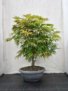 Japanischer Ahorn Bonsai  Acer palmatum 'Osakazuki'