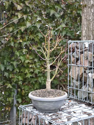 Japanischer Ahorn Bonsai Acer palmatum 'Osakazuki'