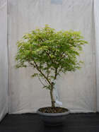 Japanischer Ahorn Bonsai  Acer palmatum 'Seiryu'