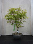 Japanischer Ahorn Bonsai  Acer palmatum 'Seiryu'