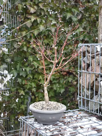 Japanischer Ahorn Bonsai Acer palmatum 'Seiryu'