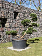 Bergföhre Garten-Bonsai  Pinus mugo 'March'