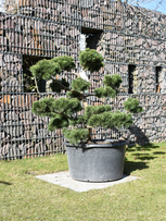 Bergföhre Garten-Bonsai