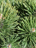 Bergföhre Garten-Bonsai  Pinus mugo 'March'