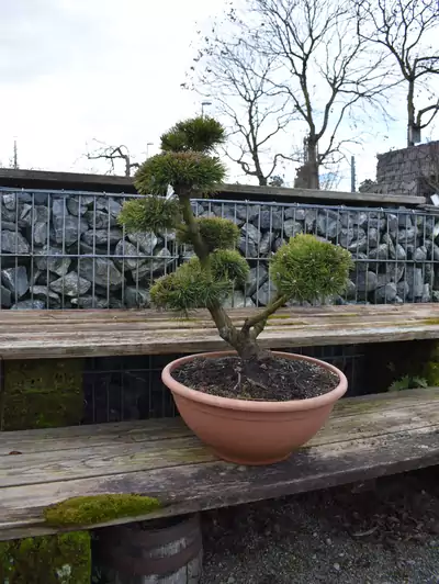 Bergföhre Garten-Bonsai Pinus  mugo 'Gnom'