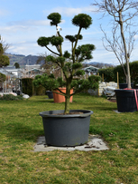 Bergföhre Garten-Bonsai