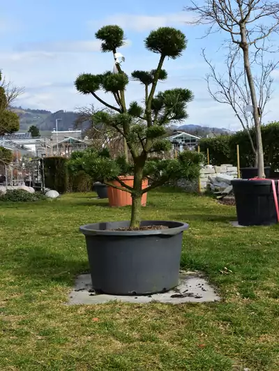 Bergföhre Garten-Bonsai Pinus mugo 'Gnom'