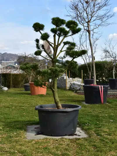Bergföhre Garten-Bonsai Pinus mugo 'Gnom'