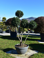 Bechereibe Garten-Bonsai