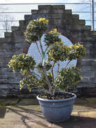 Duftblüte Osmanthus heterophyllus 'Tricolor'