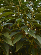 Portugiesischer Lorbeer Prunus lusitanica 'Angustifolia'