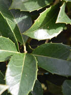 Duftblüte Osmanthus aquifolium