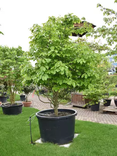 Eisenholzbaum Parrotia persica