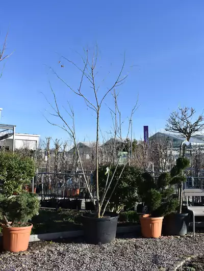 Blasenbaum Koelreuteria paniculata 