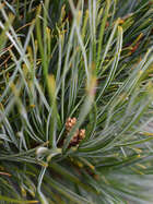 Arve  Pinus cembra