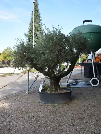 Olive Olea europaea