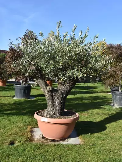 Olive Olea europaea