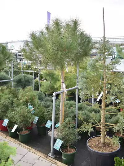 Pinie Pinus pinea