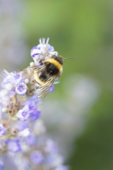 Wildbienenförderung im Garten – Was kann ich selber tun?
