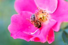 Nationaler Tag der Bienen "Themenpräsentation"