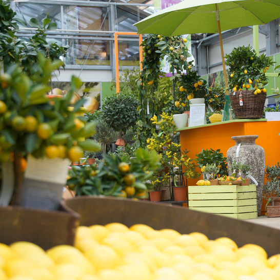 Citrus World 2023 - Kultivierung, Sortenvielfalt und Geschmack