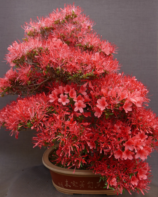 Ausstellung: Bonsai - nicht bloss eine Pflanze im Topf