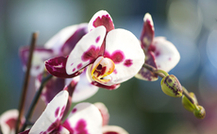 Gratis: Orchideenumpflanzen im Februar