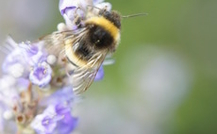 Wildbienenförderung im Garten – Was kann ich selber tun?