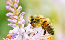 Bienen- & Schmetterlingspflanzen