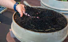Kompostieren: natürlicher Dünger selbstgemacht